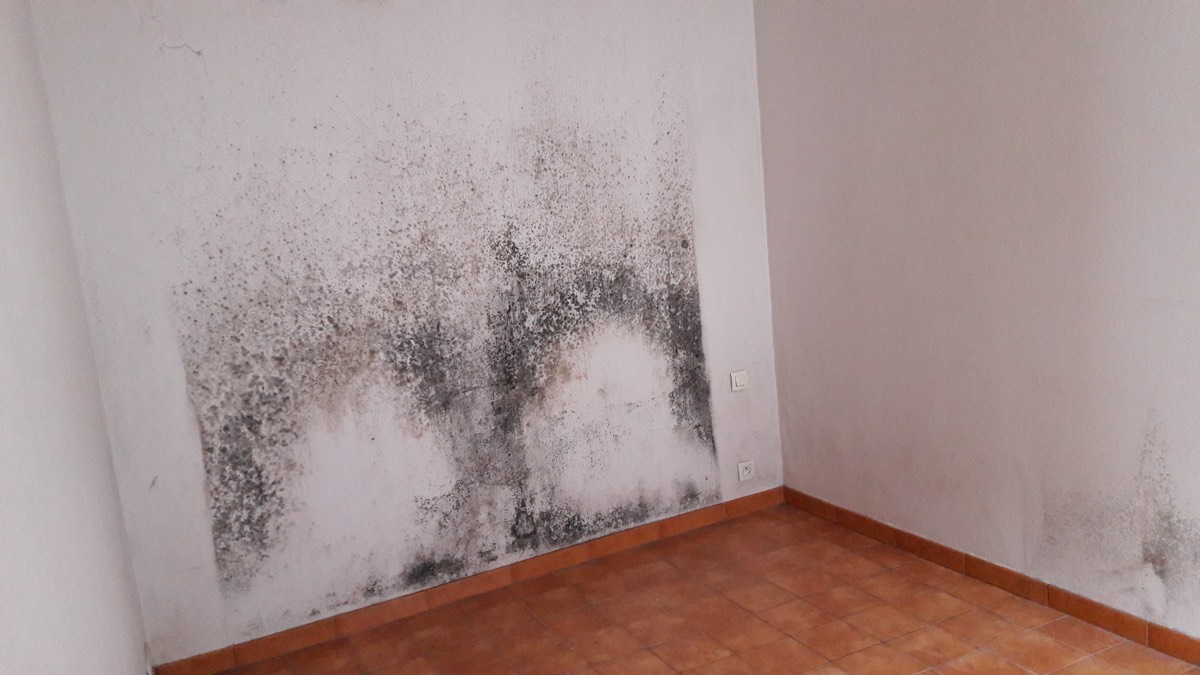 Moisissures - Expertise humidité à Laval